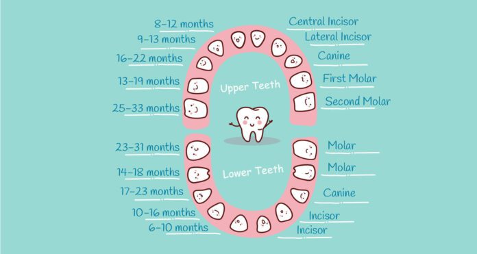 tooth numbering
