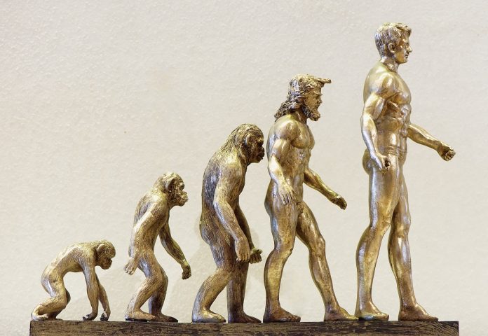 evolution of human 